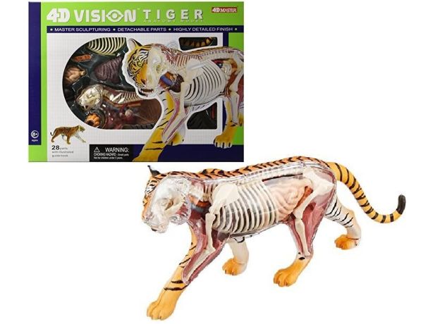 پک ساخت آناتومی بدن ببر, تنوع: 622017-Tiger, image 