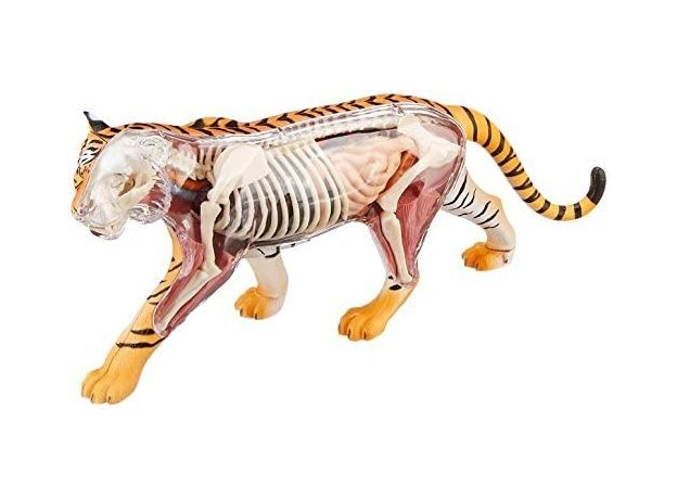 پک ساخت آناتومی بدن ببر, تنوع: 622017-Tiger, image 2