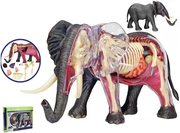 پک ساخت آناتومی بدن فیل, تنوع: 622037-Elephant, image 3