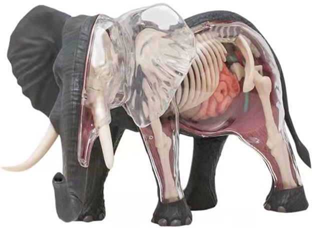 پک ساخت آناتومی بدن فیل, تنوع: 622037-Elephant, image 4