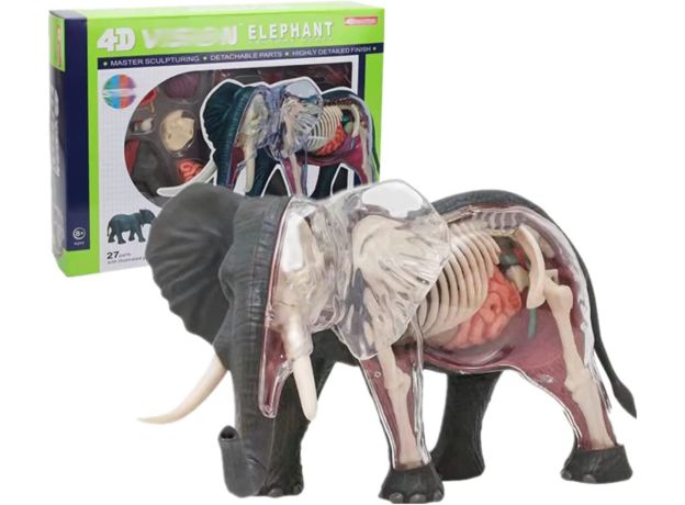 پک ساخت آناتومی بدن فیل, تنوع: 622037-Elephant, image 