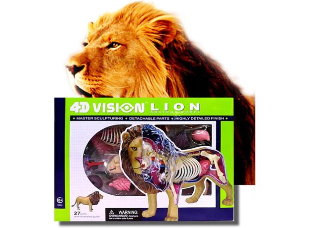 پک ساخت آناتومی بدن شیر, تنوع: 622036-Lion, image 7