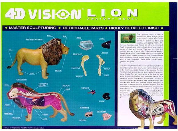 پک ساخت آناتومی بدن شیر, تنوع: 622036-Lion, image 9