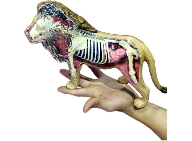 پک ساخت آناتومی بدن شیر, تنوع: 622036-Lion, image 8