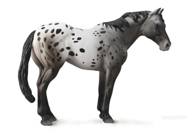 اسب نر آپالوسا سفید, image 