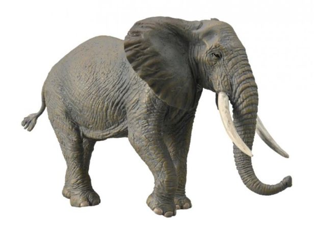 فیل بیشه آفریقایی, image 