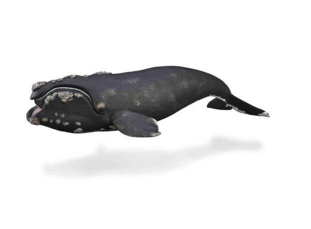 نهنگ حقیقی جنوبی, image 