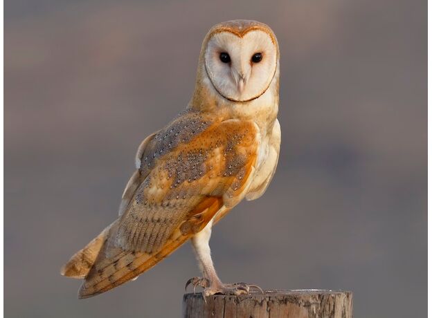 جغد انبار, image 5