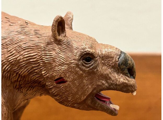 دیپروتودون, image 3