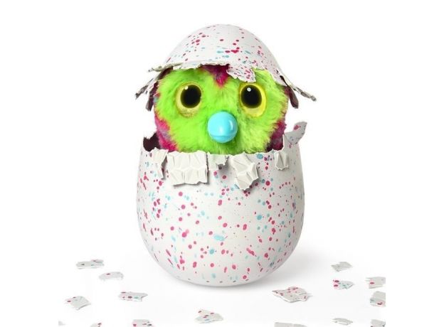 هچیمال فبیولا فارست تایگرت (یکی از دو رنگ بصورت اتفاقی داخل تخم است), image 2
