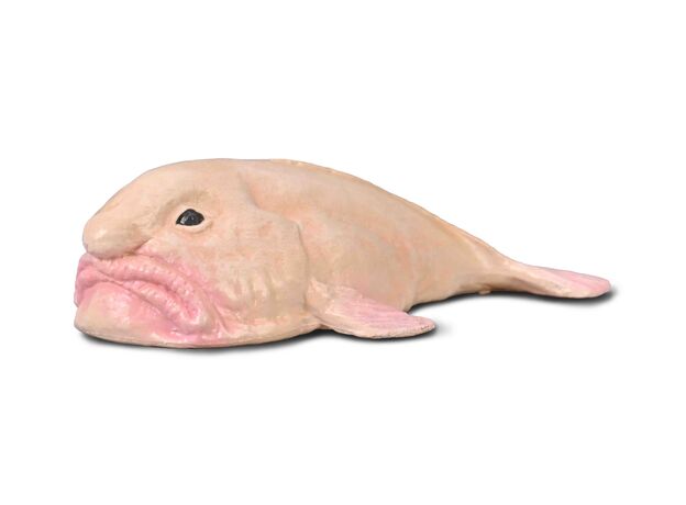 حباب ماهی, image  حباب ماهی, image