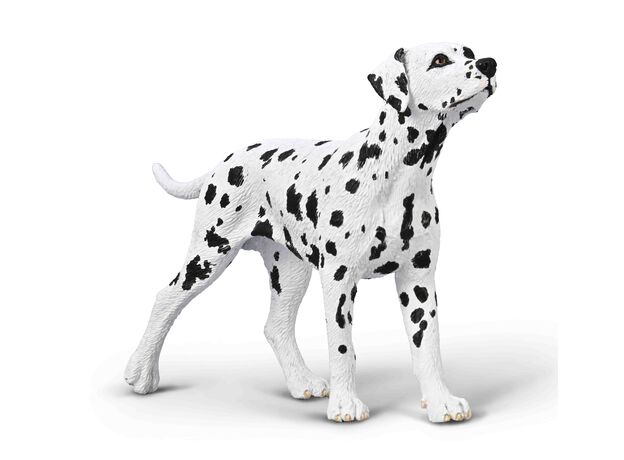 سگ دالمیشن, image  سگ دالمیشن, image
