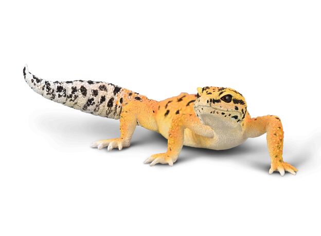 گکو پلنگی, image  گکو پلنگی, image