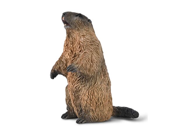 مارموت, image  مارموت, image