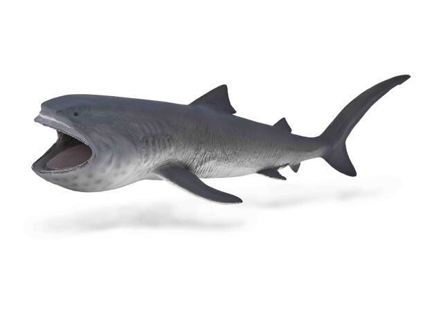 کوسه دهان گنده, image  کوسه دهان گنده, image