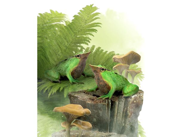 قورباغه داروین, image 2