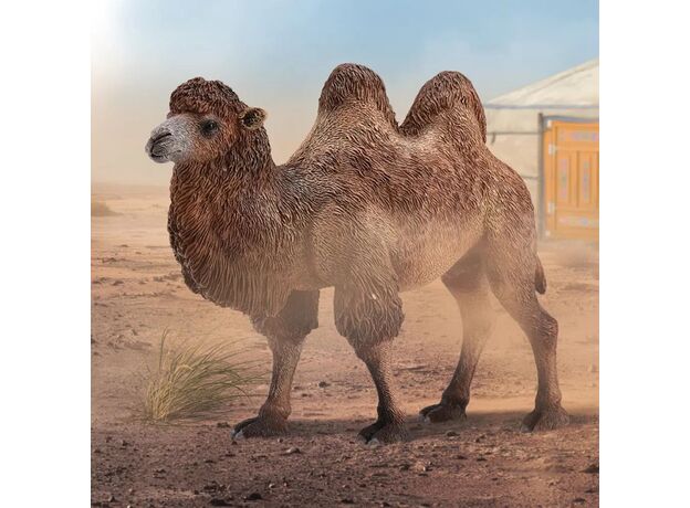 شتر دوکوهانه, image 2