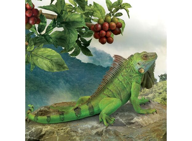 ایگوانا, image 2