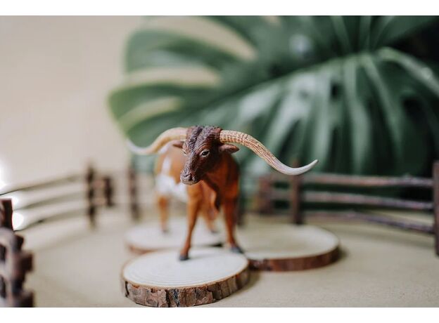 گاو درازشاخ تگزاس, image 3