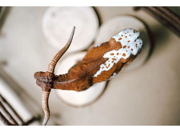 گاو درازشاخ تگزاس, image 4