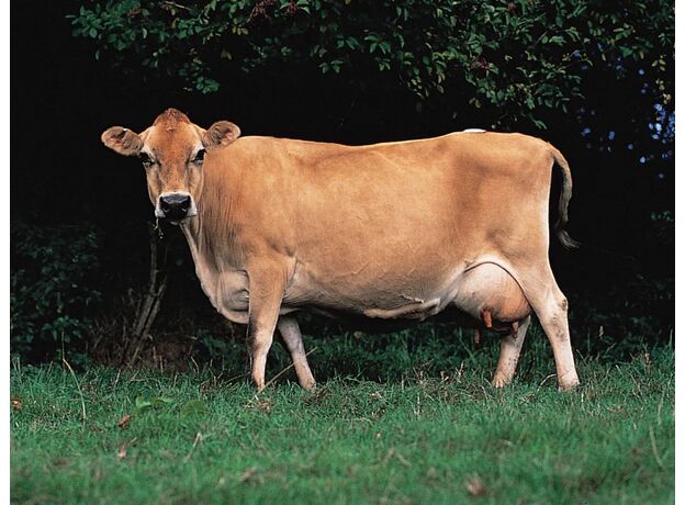 گاو جرسی, image 5