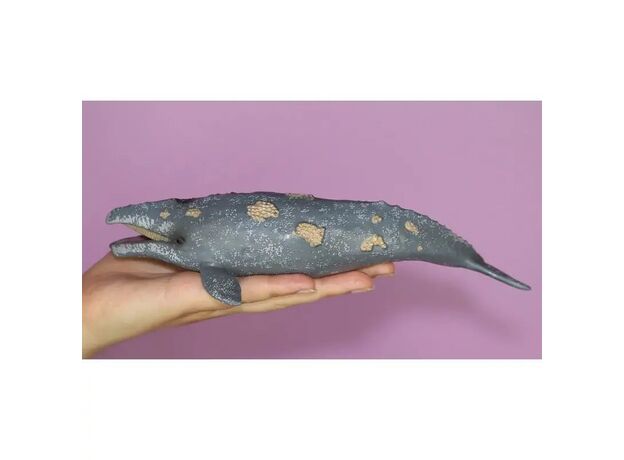 نهنگ خاکستری, image 3