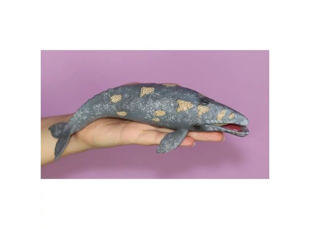 نهنگ خاکستری, image 2