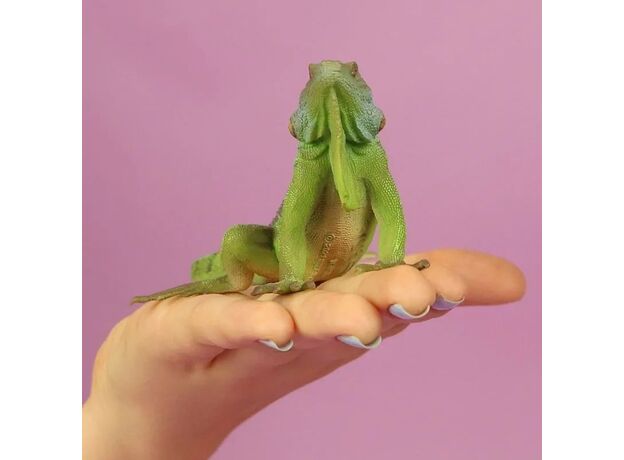 ایگوانا, image 4