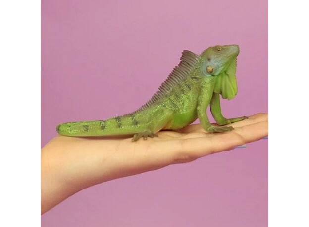 ایگوانا, image 3