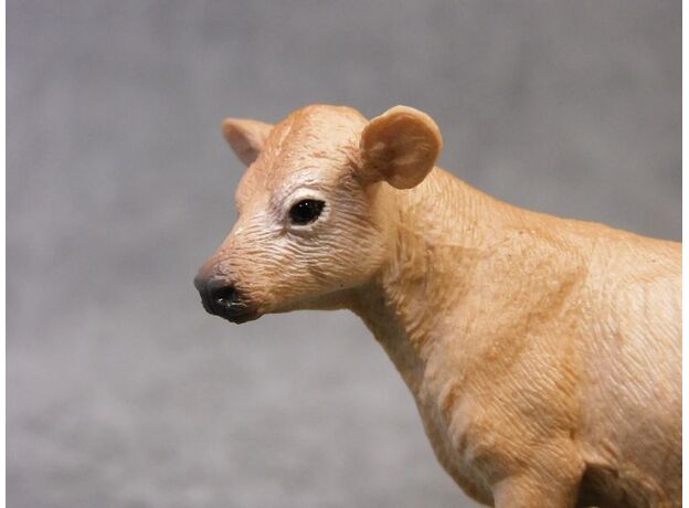 گوساله جرسی, image 3