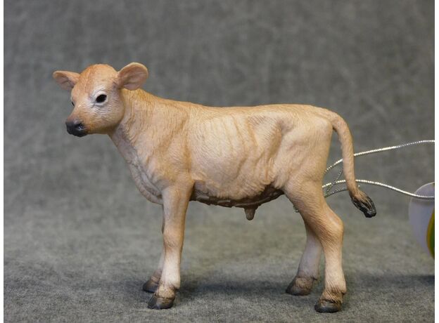 گوساله جرسی, image 2