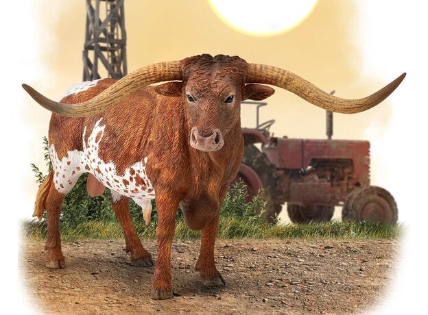 گاو درازشاخ تگزاس, image 2