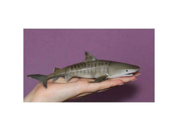 کوسه ببری, image 5