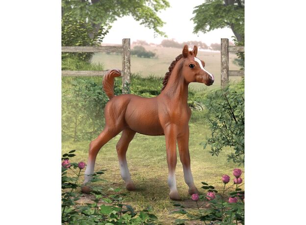 کره اسب عربی کُرَنگ, image 2