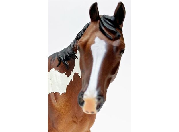 اسب نر آپالوسا قهوه ای, image 3