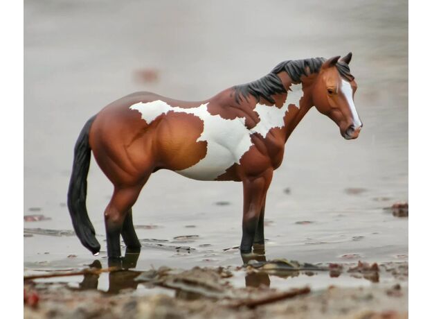 اسب نر آپالوسا قهوه ای, image 4