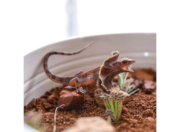 مارمولک طوقی, image 4