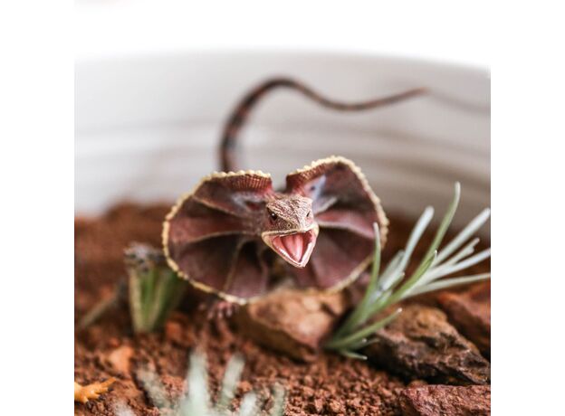 مارمولک طوقی, image 3