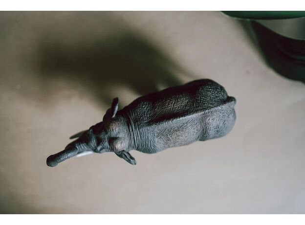 فیل آسیایی, image 6