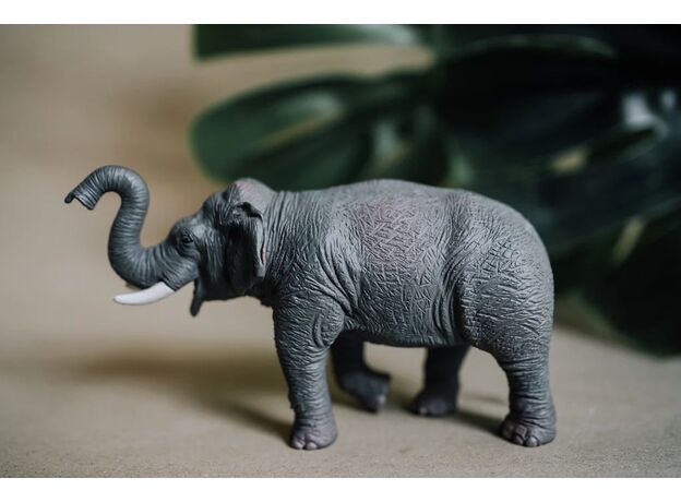 فیل آسیایی, image 5