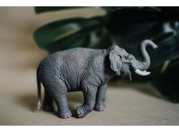 فیل آسیایی, image 4