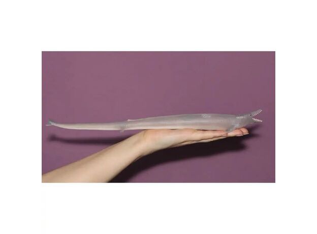 نهنگ باسیلوسور, image 4