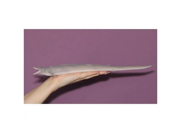 نهنگ باسیلوسور, image 3