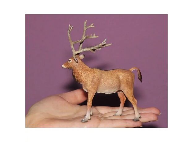 گوزن پدر دیوید, image 4