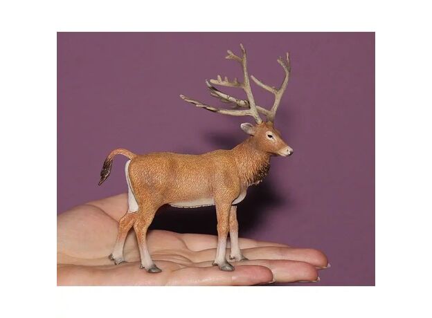 گوزن پدر دیوید, image 3