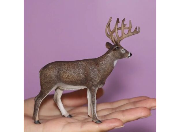 گوزن دم سفید, image 3