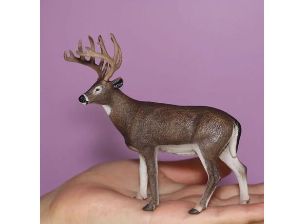 گوزن دم سفید, image 2