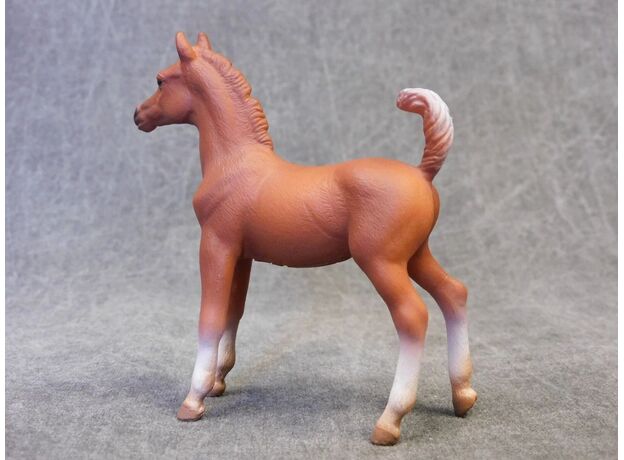 کره اسب عربی کُرَنگ, image 4