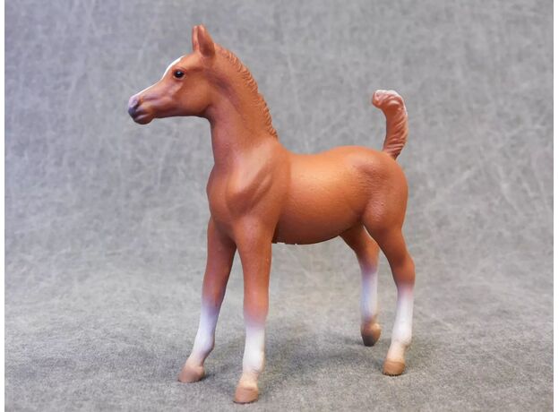 کره اسب عربی کُرَنگ, image 3