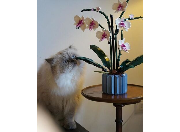 لگو بوتانیکالز مدل ارکیده (10311), image 10